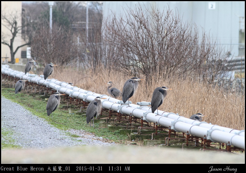 Great Blue Heron 大藍鷺_01.jpg