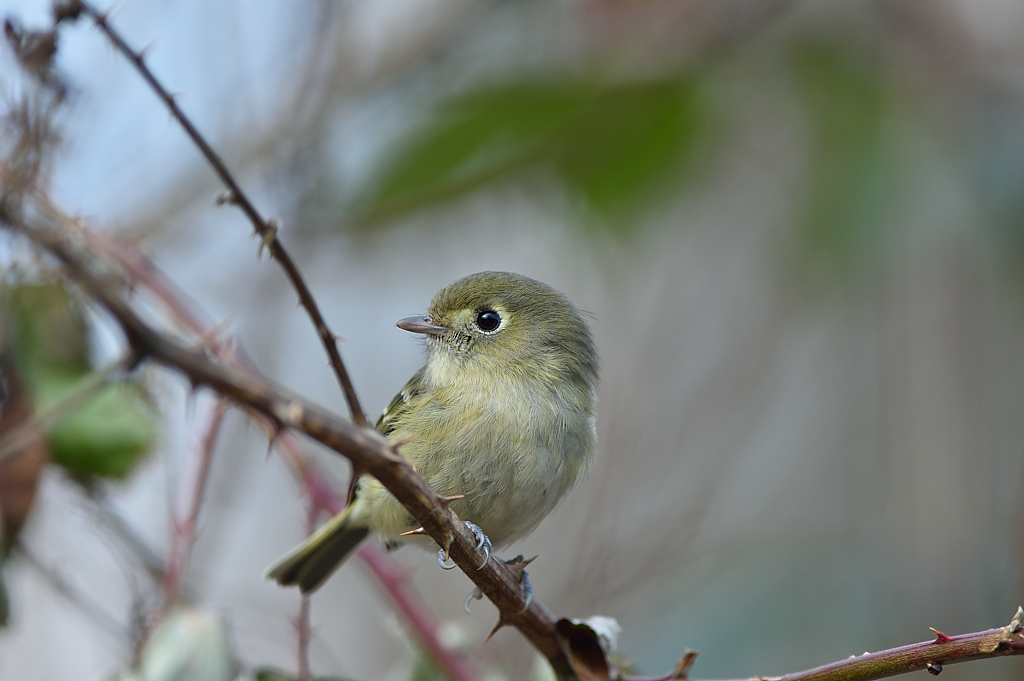 Hutton's Vireo.JPG