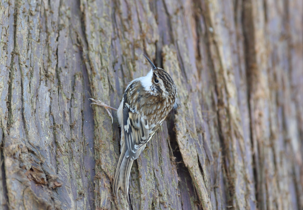 Brown Creeper.JPG