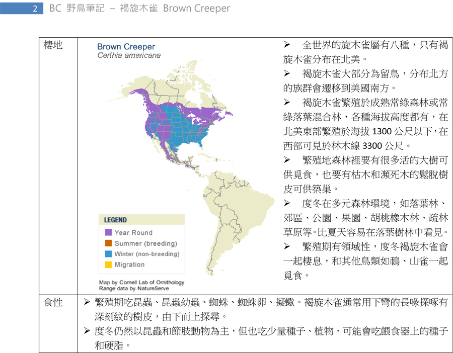 326 褐旋木雀 Brown Creeper-2.jpg