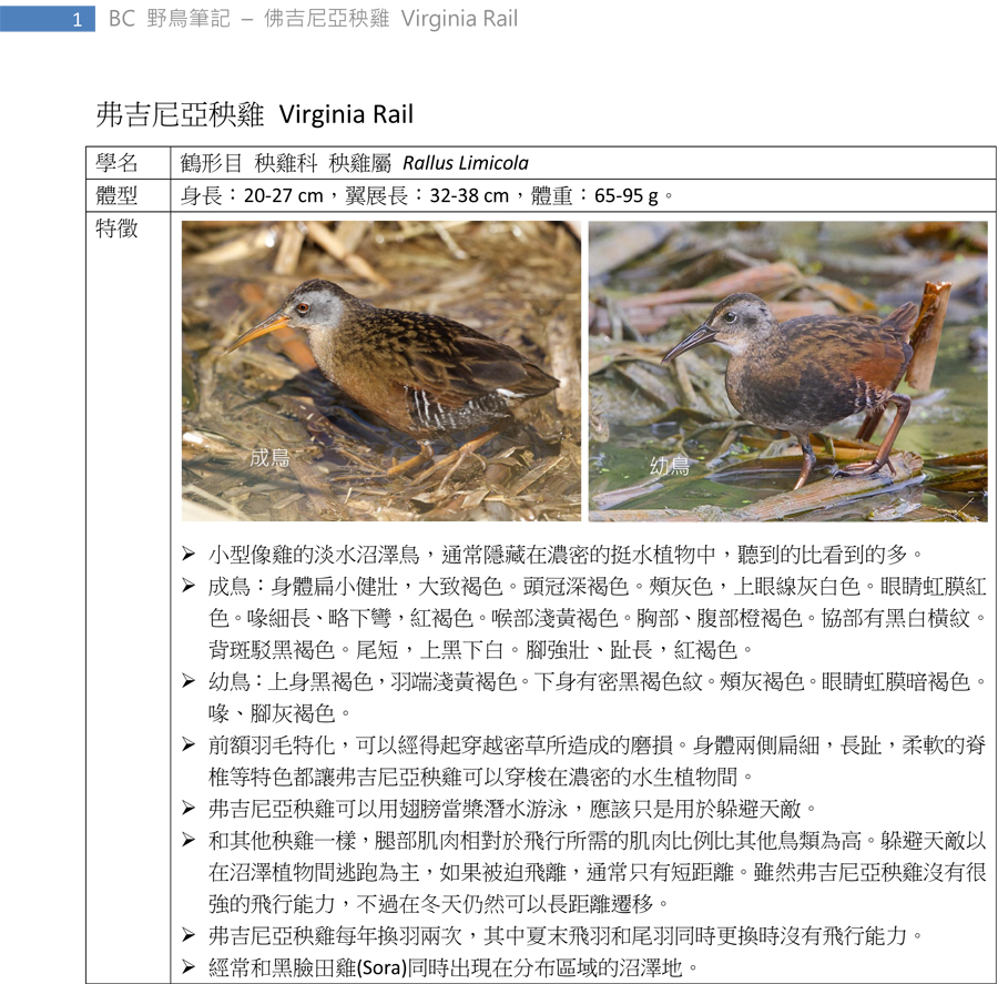 135-1 弗吉尼亞秧雞 Virginia Rail-1.jpg