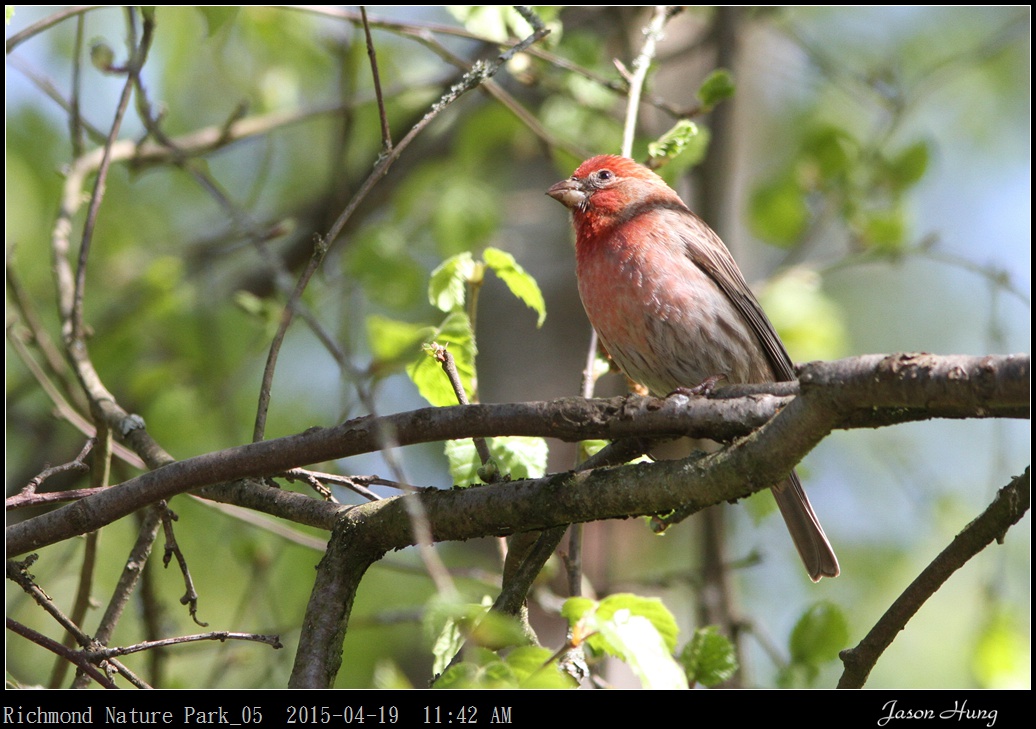 Richmond Nature Park_05.jpg