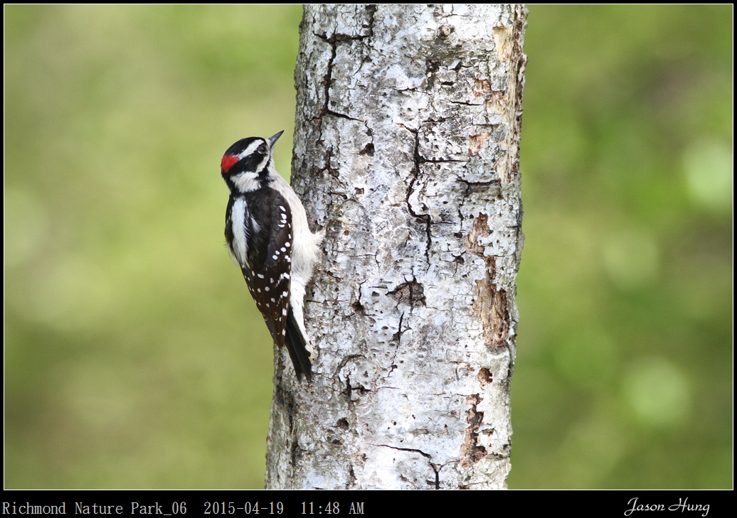 Richmond Nature Park_06.jpg