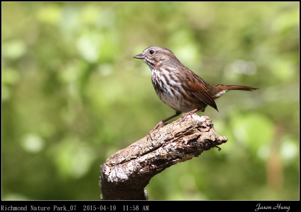 Richmond Nature Park_07.jpg