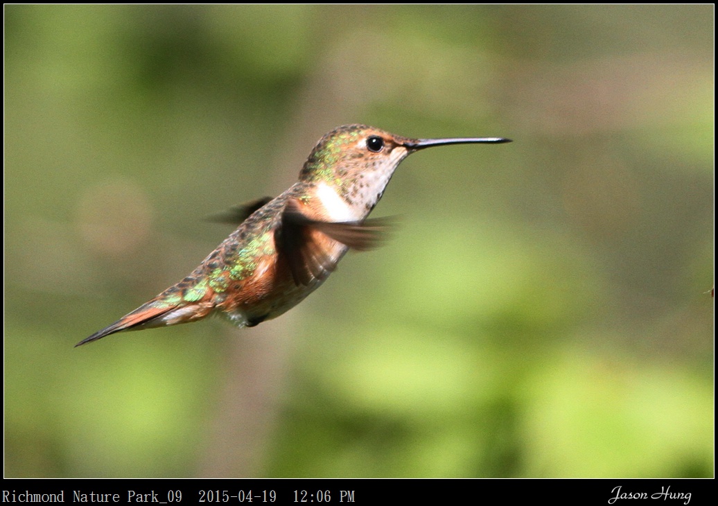 Richmond Nature Park_09.jpg