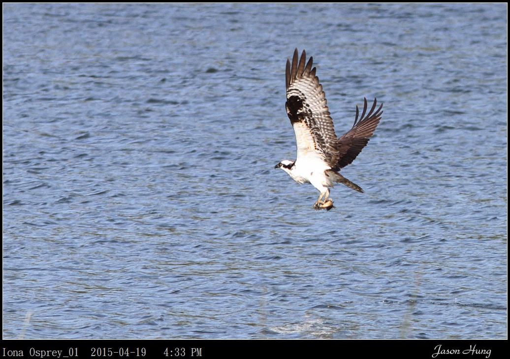 Iona Osprey_01.jpg