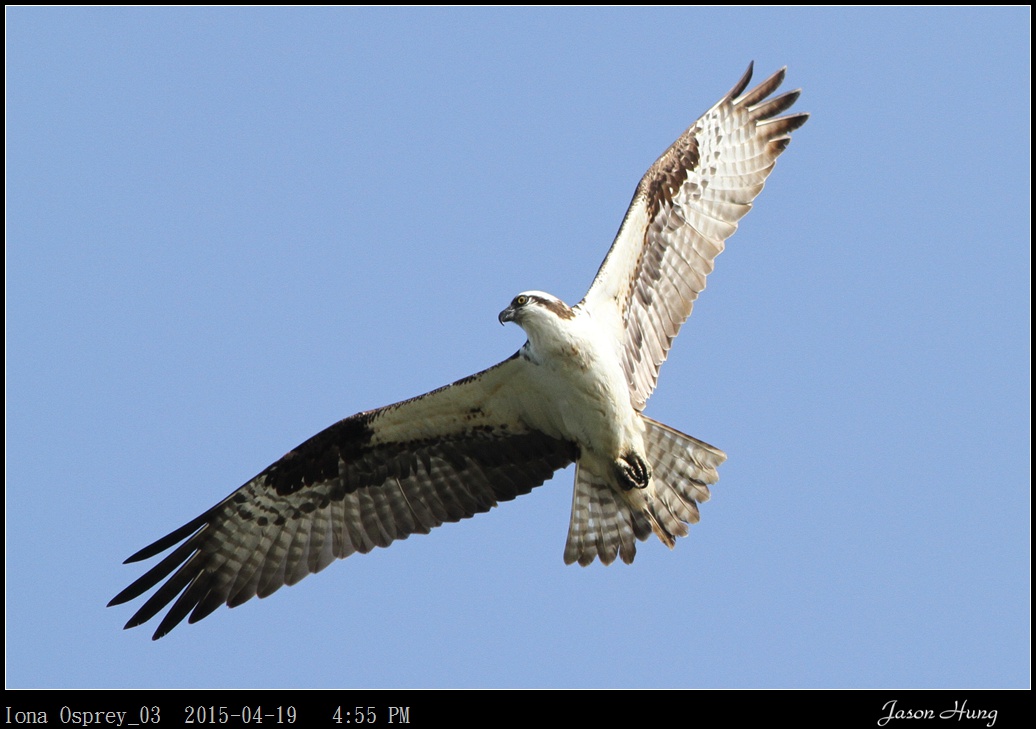 Iona Osprey_03.jpg