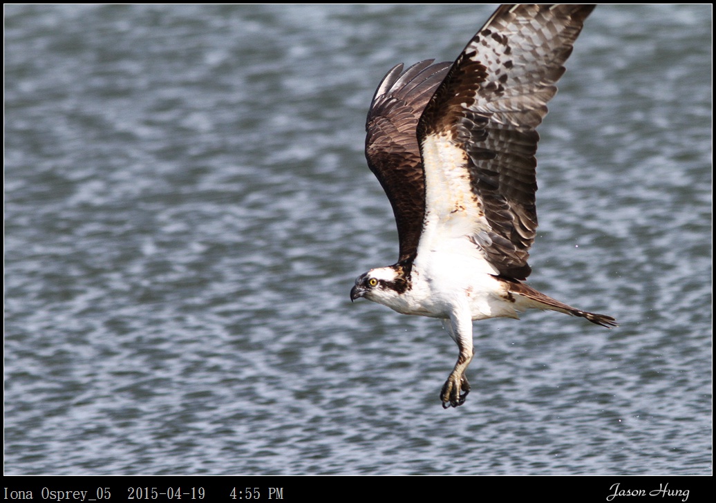 Iona Osprey_05.jpg