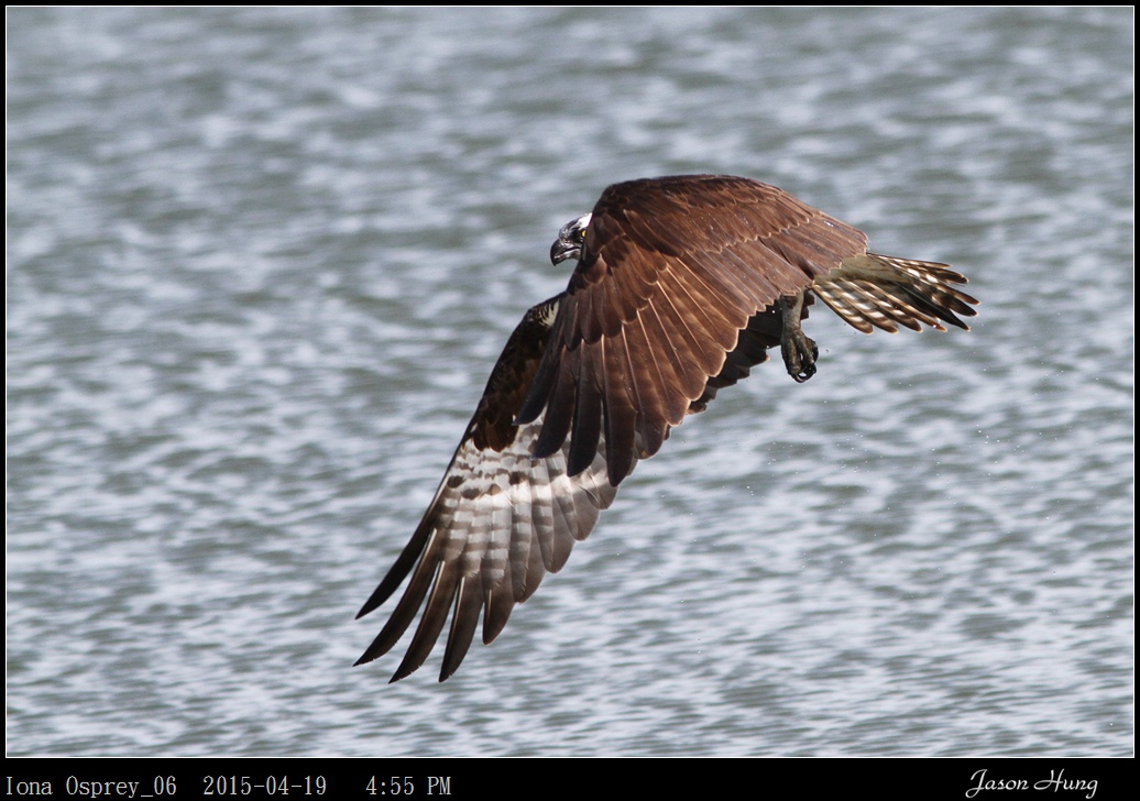 Iona Osprey_06.jpg