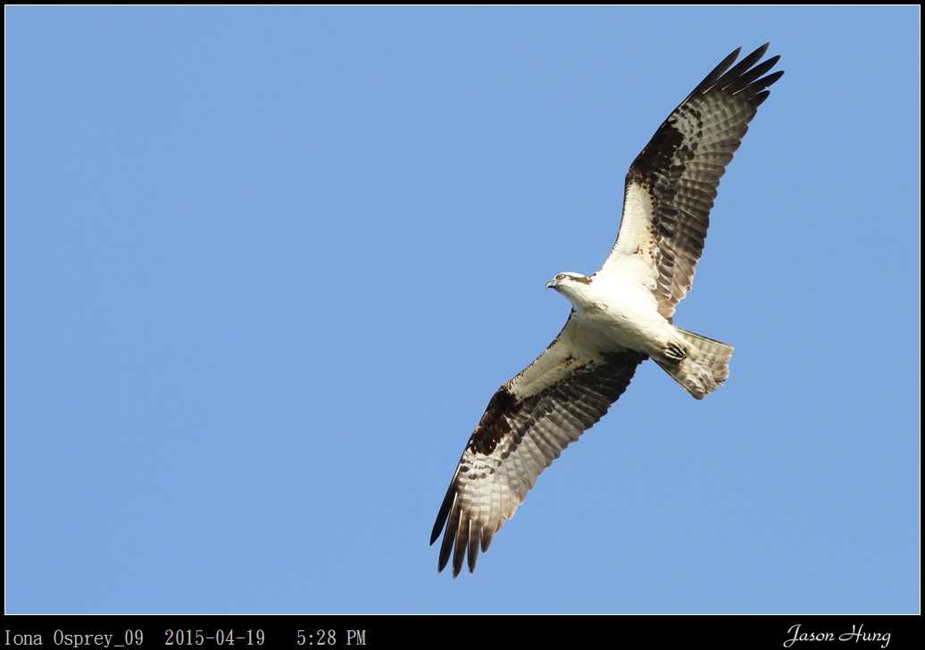 Iona Osprey_09.jpg