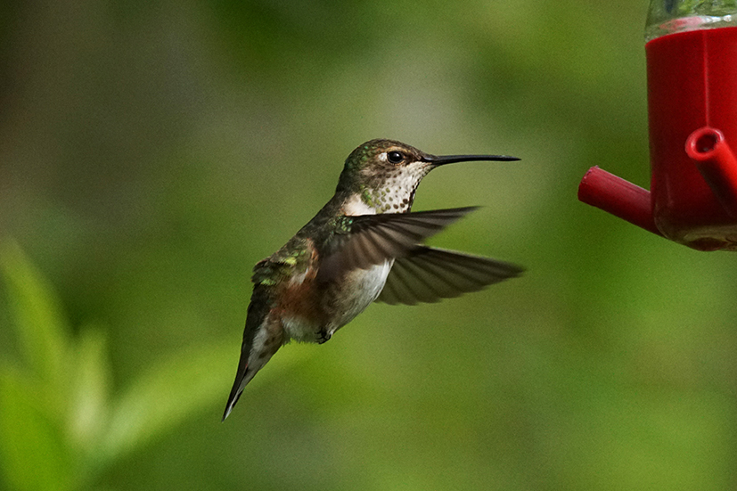 RNP Hummingbird 2A.jpg