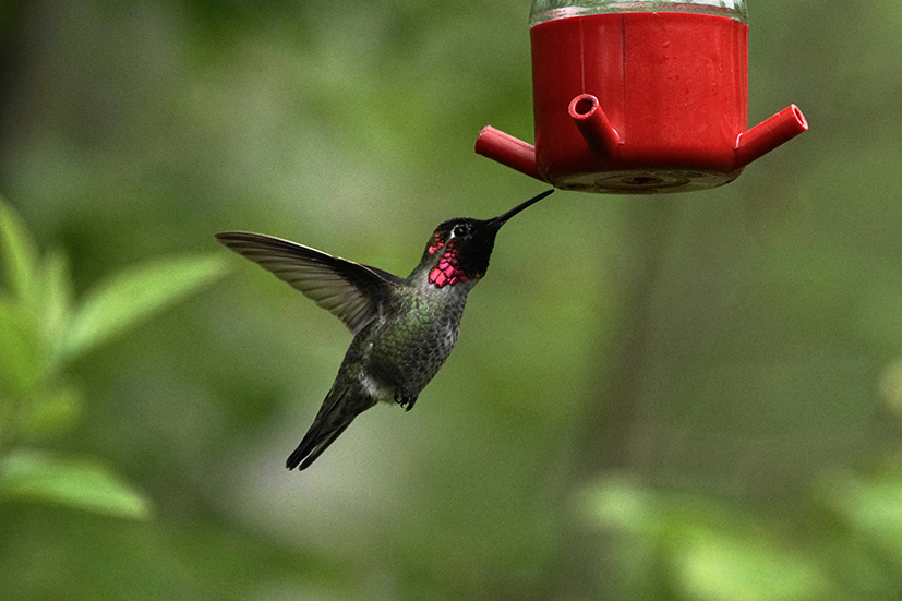 RNP Hummingbird 3A.jpg