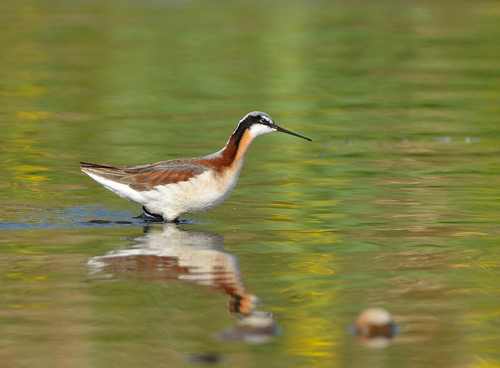 Wilsons Phalarope.JPG