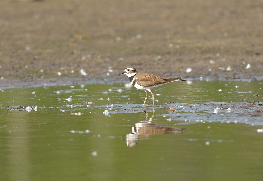 Killdeer.JPG