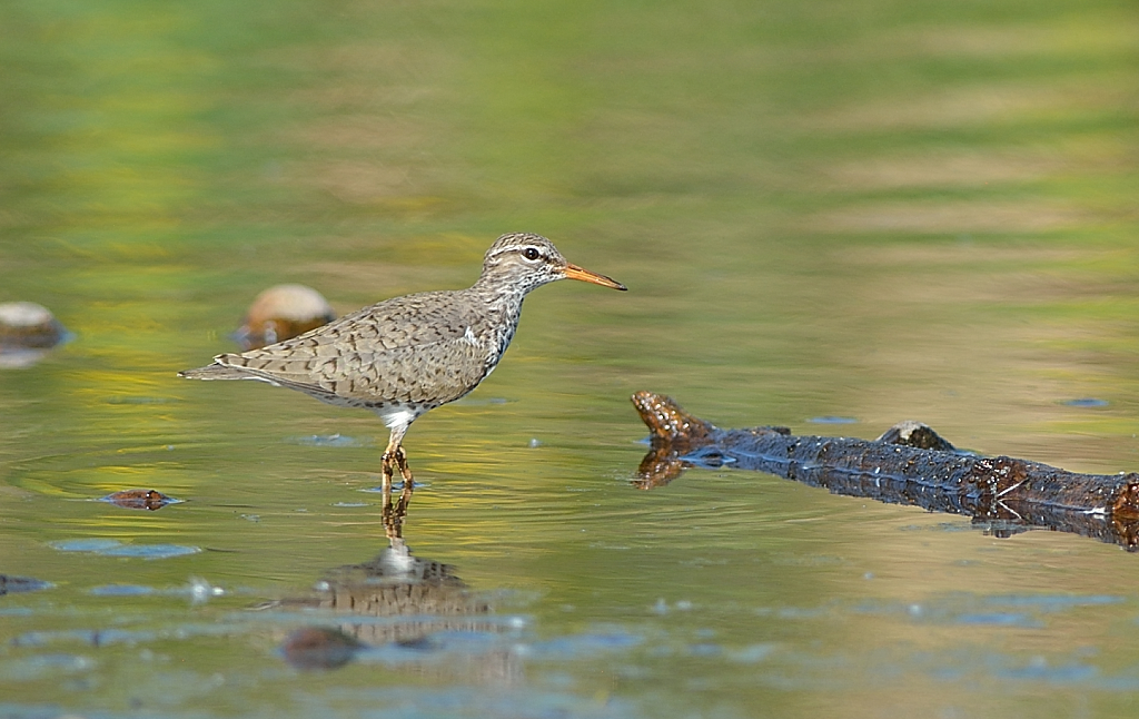 Spotted Sandpiper.JPG