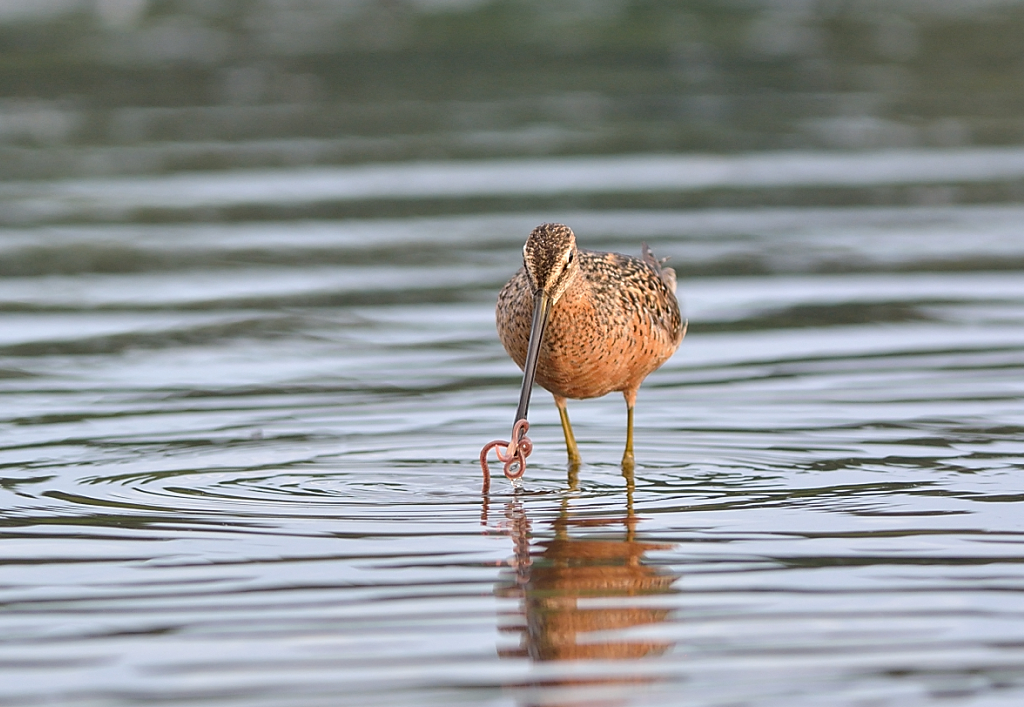 Long-billed Dowitcher.JPG