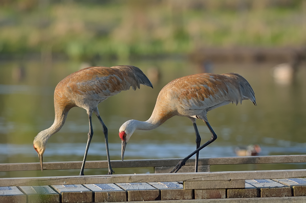 Sandhill Crane.JPG