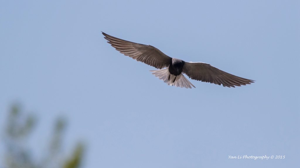 Black Tern - 黑浮鸥.jpg