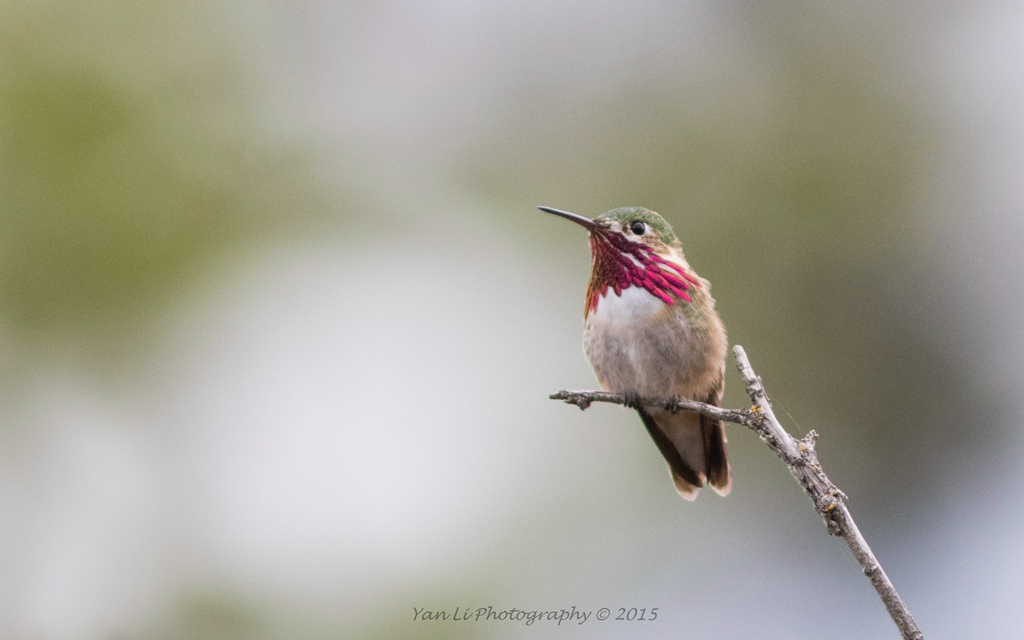 Calliope Hummingbird - 星蜂鸟4.JPG