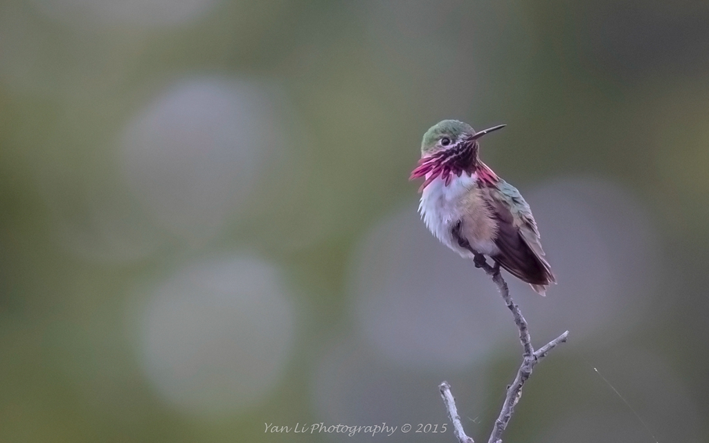 Calliope Hummingbird-星蜂鸟2-1.jpg