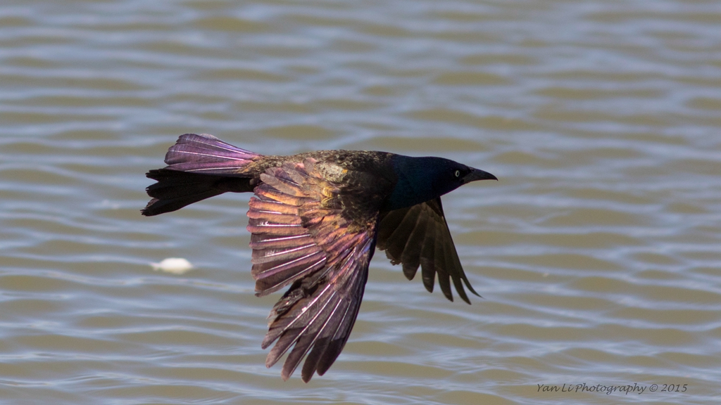 Common Grackle - 拟八哥.jpg