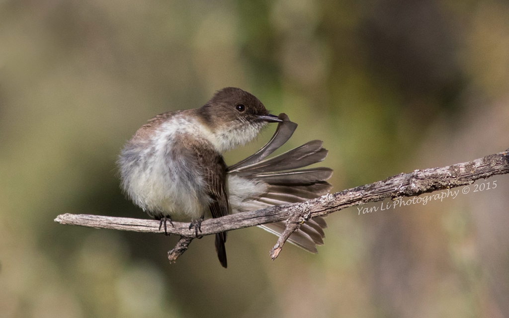 Eastern Phoebe - 灰胸长尾霸鹟3.JPG