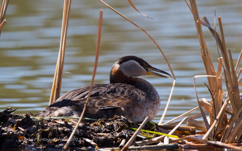 Red-necked Grebe - 赤颈䴙䴘1.jpg