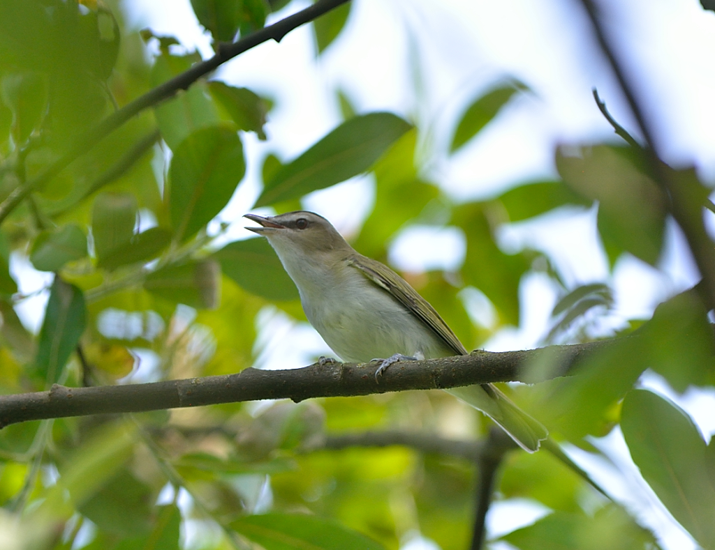 Red-eyed Vireo.JPG