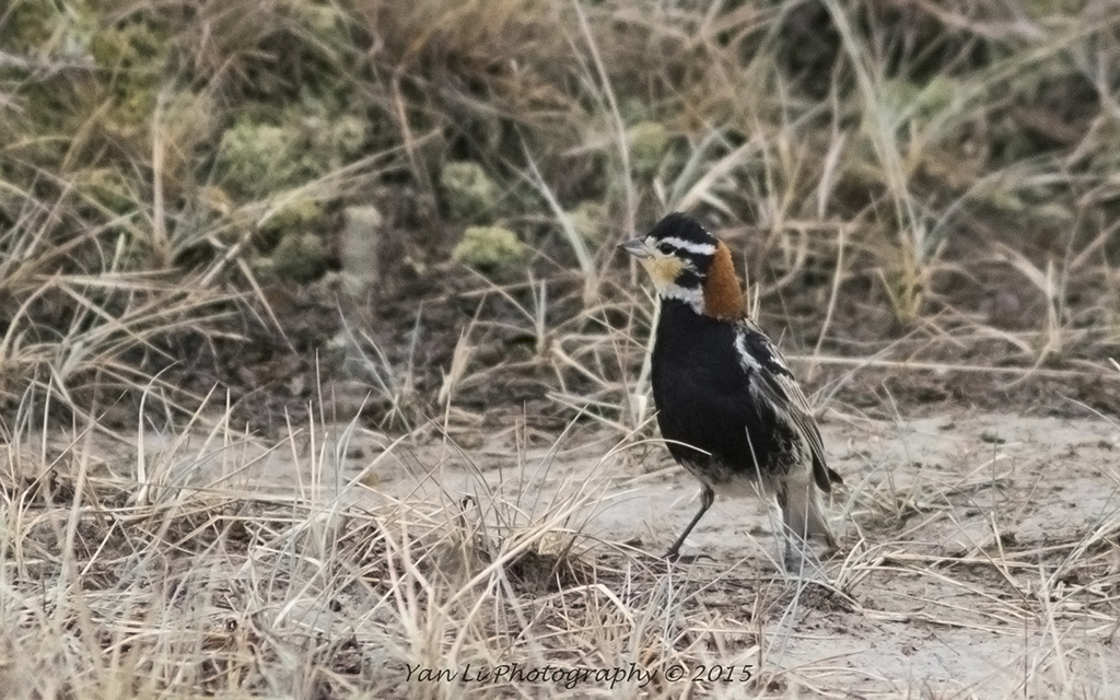 Chestnut-collared Longspur - 栗领铁爪鹀.jpg