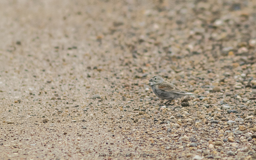 McCown's Longspur - 麦氏铁爪鹀.jpg