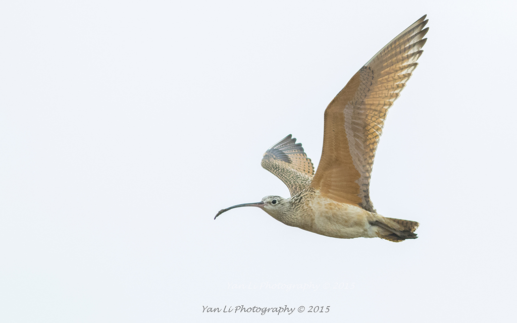 Long-billed Curlew - 长嘴杓鹬2.jpg