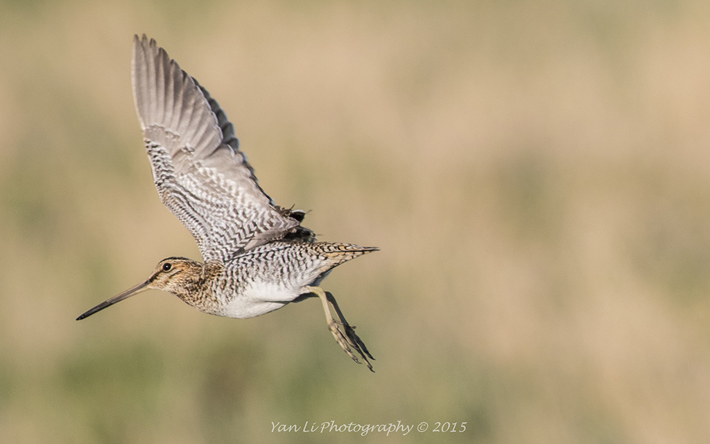 Wilson's Snipe -威氏沙锥3.jpg