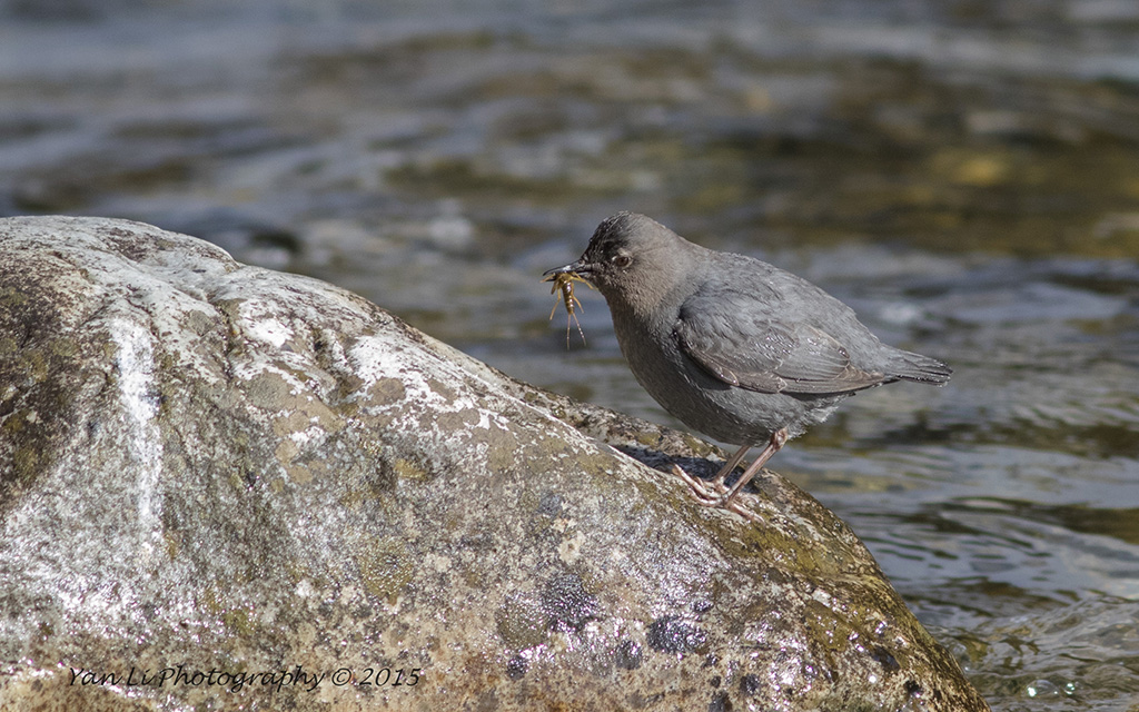 American Dipper - 美洲河乌6.jpg