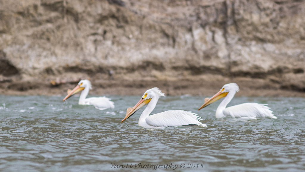 American White Pelican - 美洲白鹈鹕2.jpg