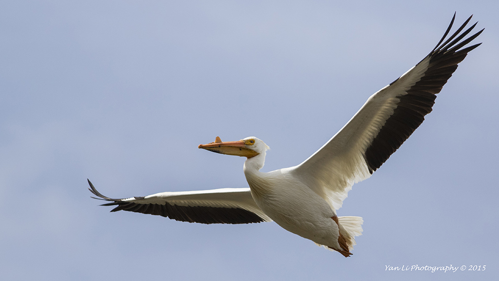American White Pelican - 美洲白鹈鹕11.jpg