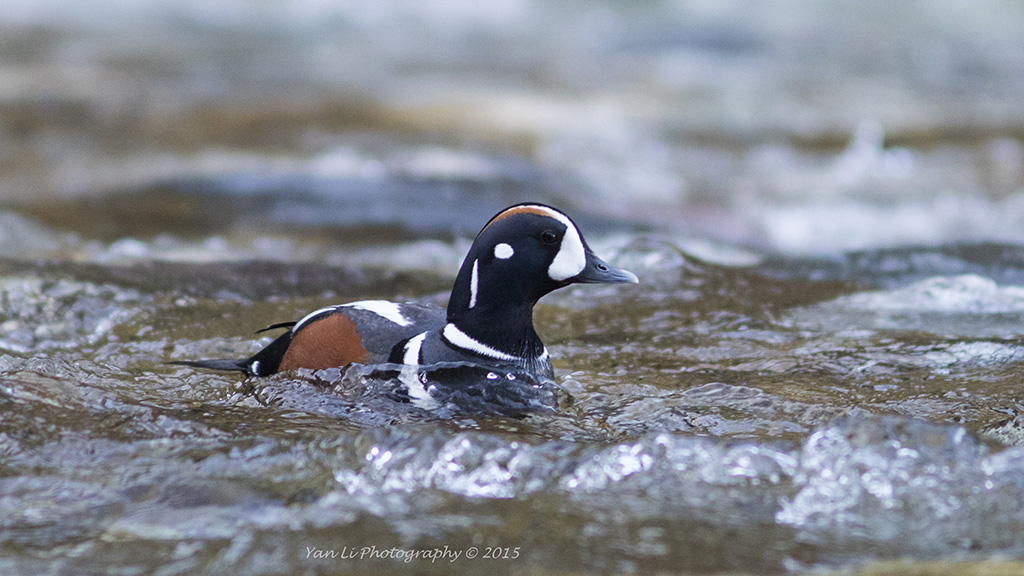 Harlequin Duck - 丑鸭5.jpg