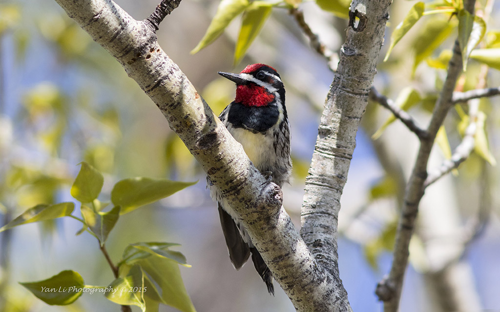 Red-naped Sapsucker -红颈吸汁啄木鸟.jpg