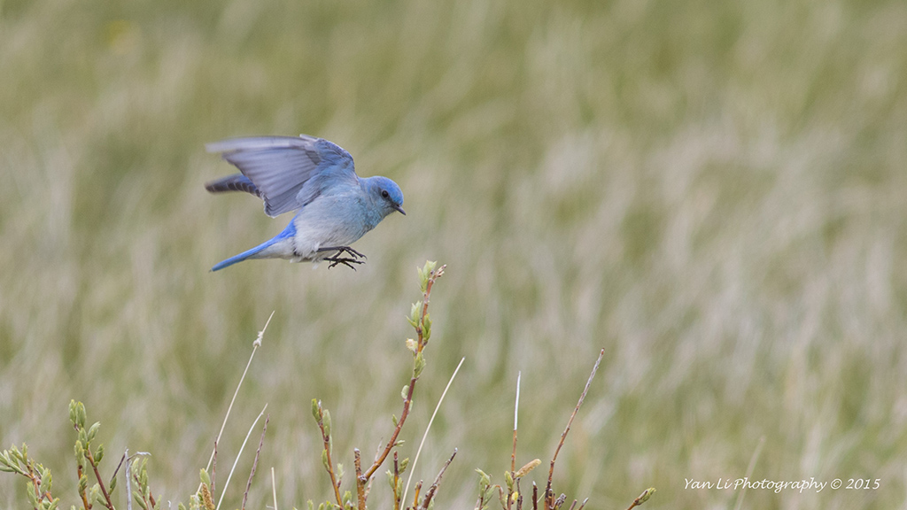Mountain Bluebird - 山蓝鸲.jpg