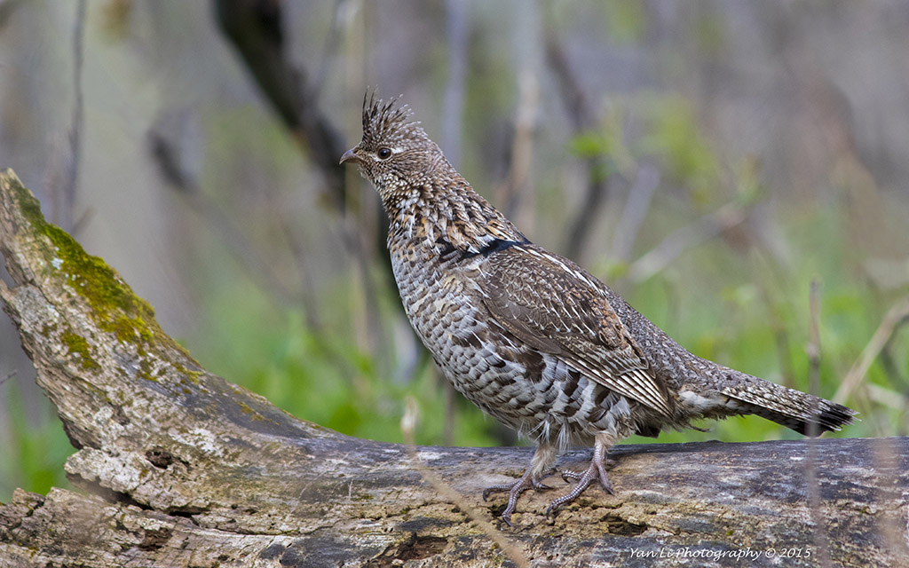 Ruffed Grouse - 披肩榛鸡2.jpg