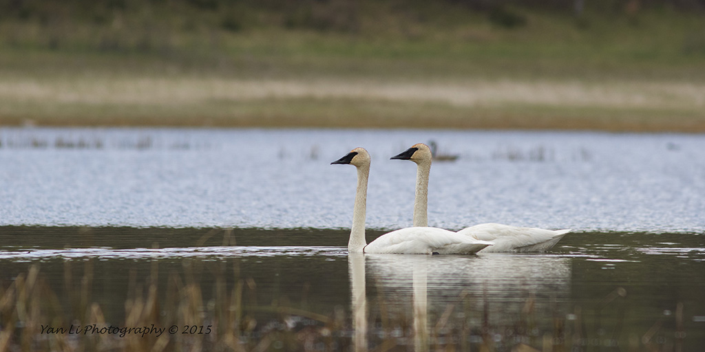 Trumpeter Swan - 黑嘴天鹅2.jpg