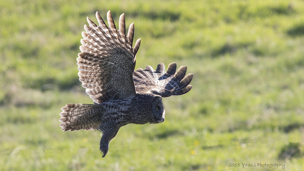 Great Gray Owl - 乌林鸮7.JPG