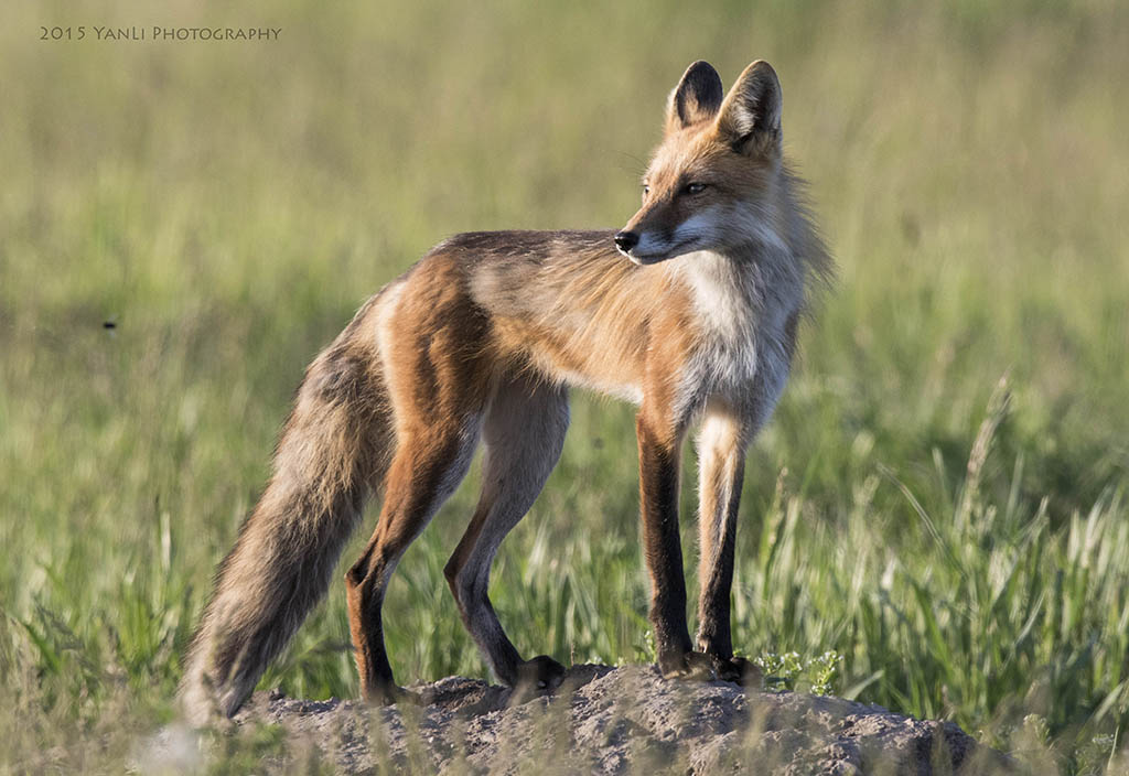 Red Fox - 9.jpg