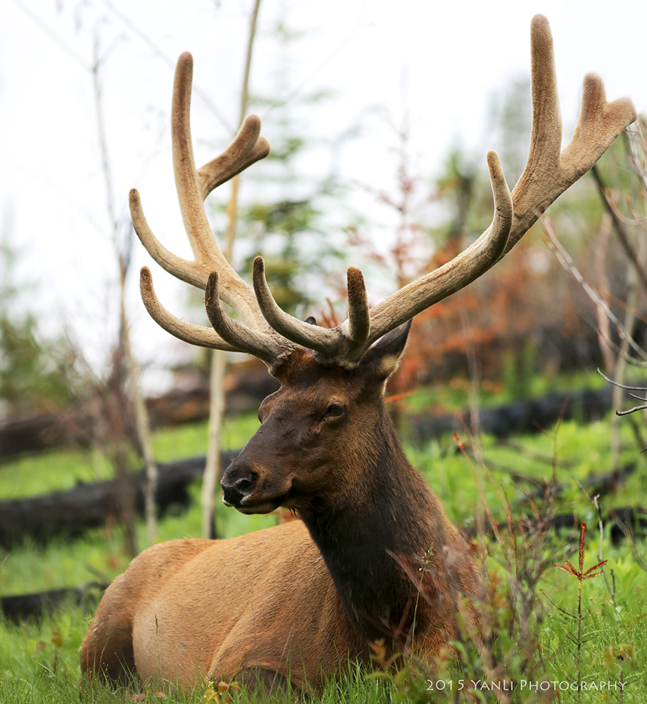 Caribou - 驯鹿.jpg