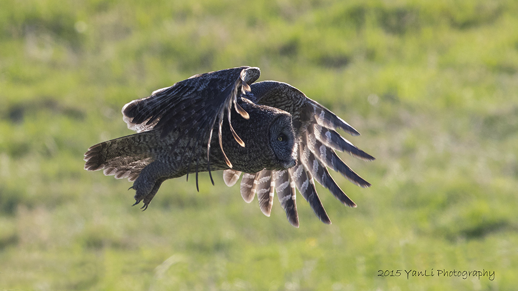 Great Gray Owl - 乌林鸮.JPG