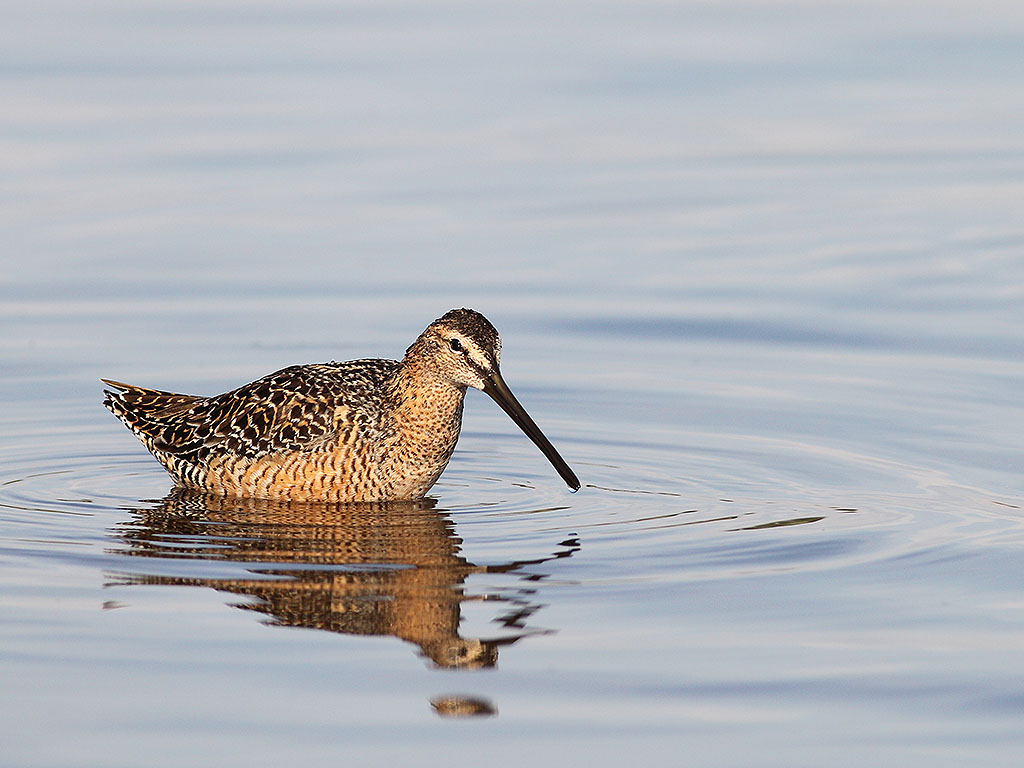 dowitcher.jpg