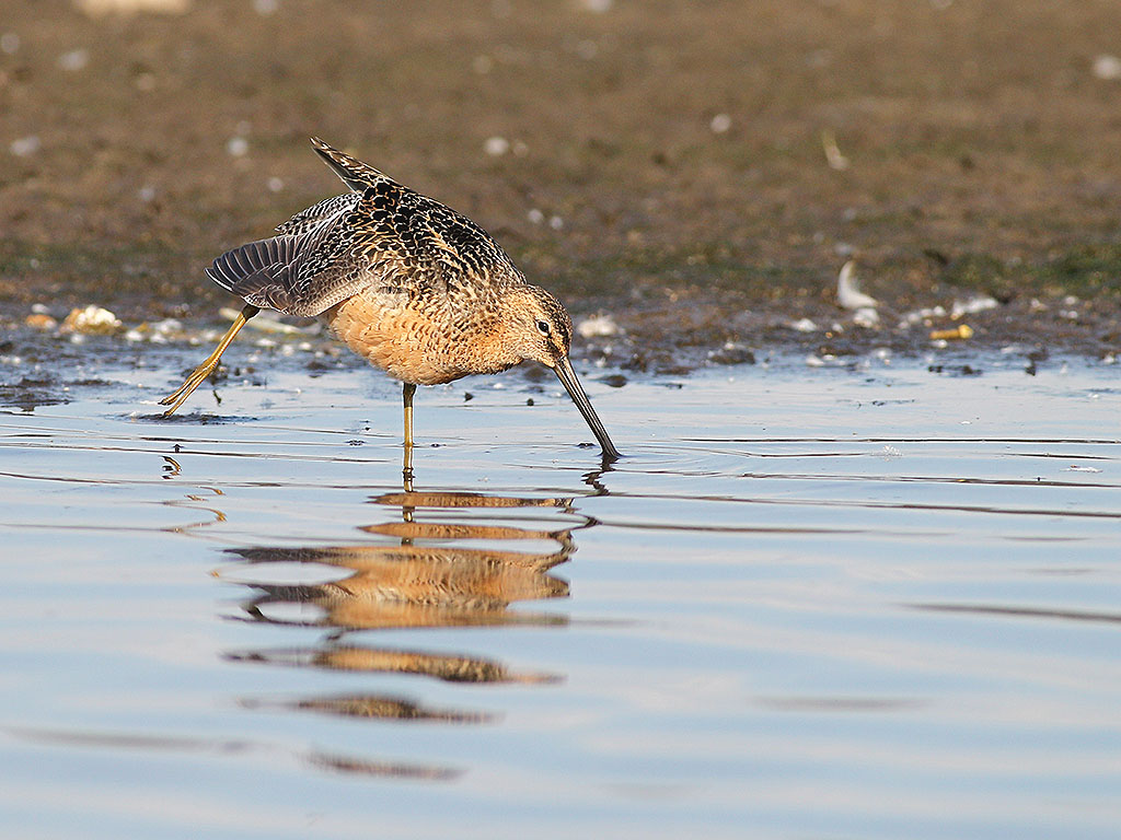 dowitcher2.jpg