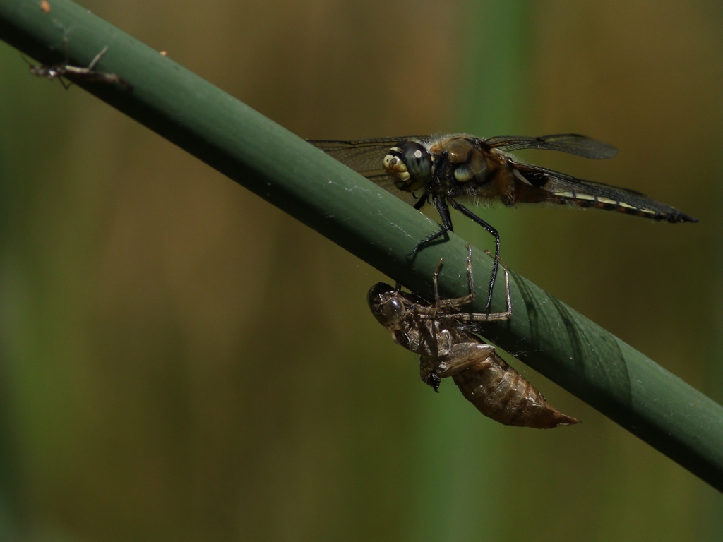 dragonfly 2.jpg