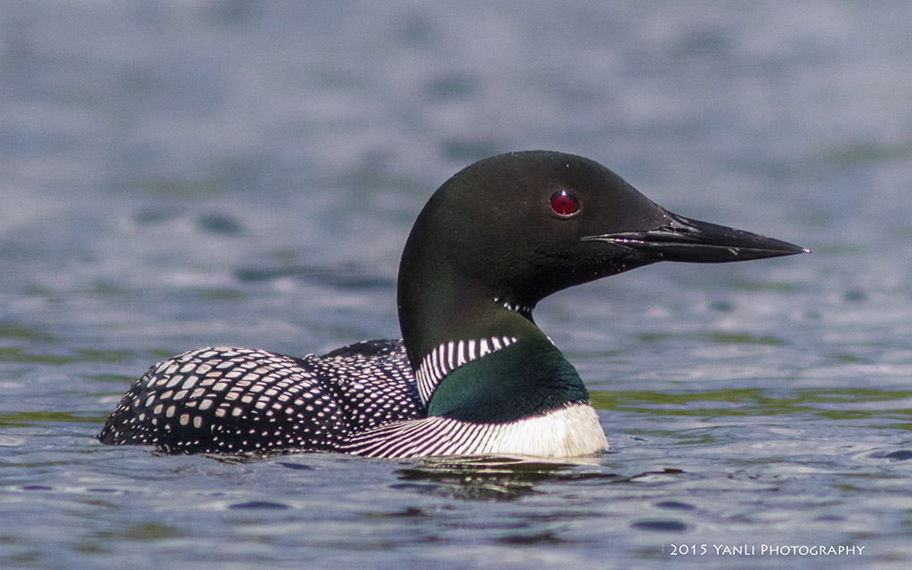 Common Loon - 普通潜鸟2.jpg