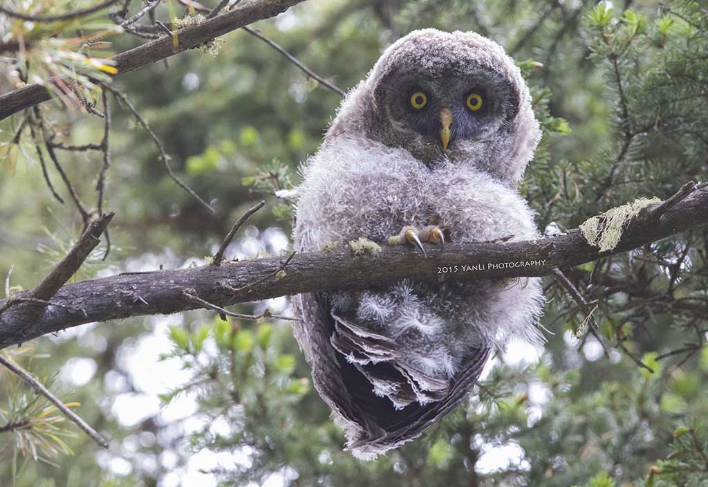 Great Gray Owl-2.jpg