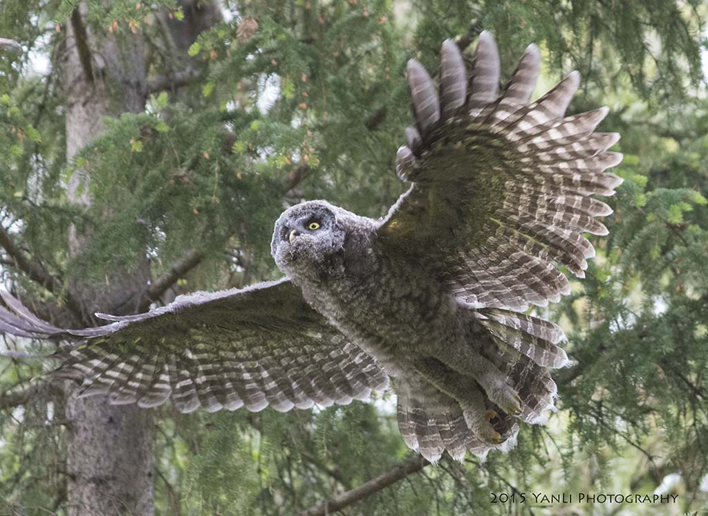 Great Gray Owl-7.jpg